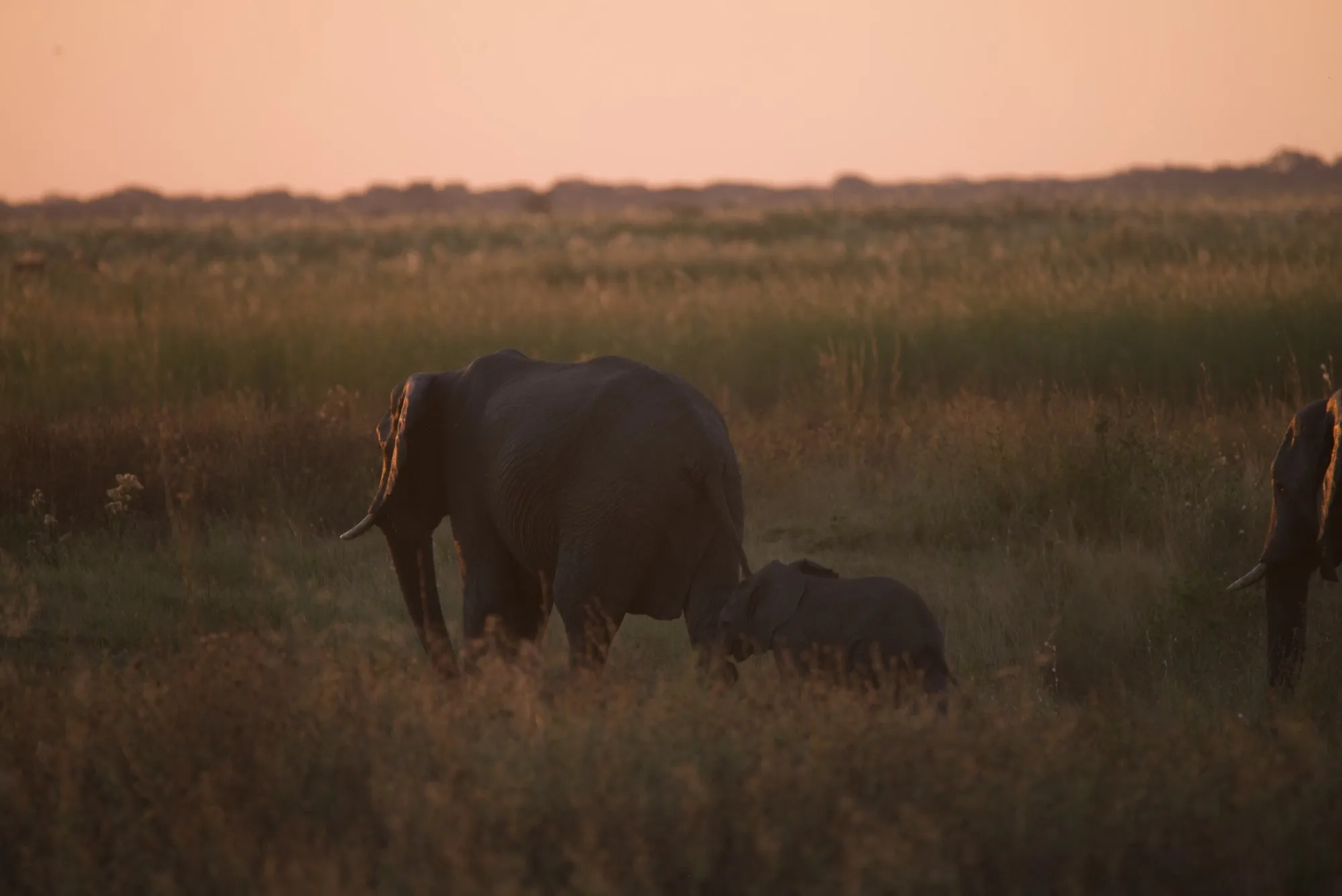 Elephant and calf walking through tall grass at sunset