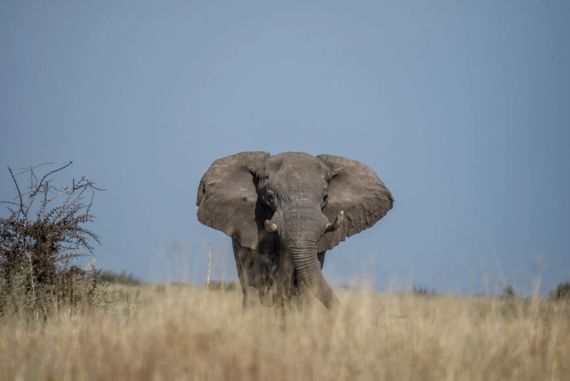 Elephant with its ears spread, standing in tall grass under a blue sky