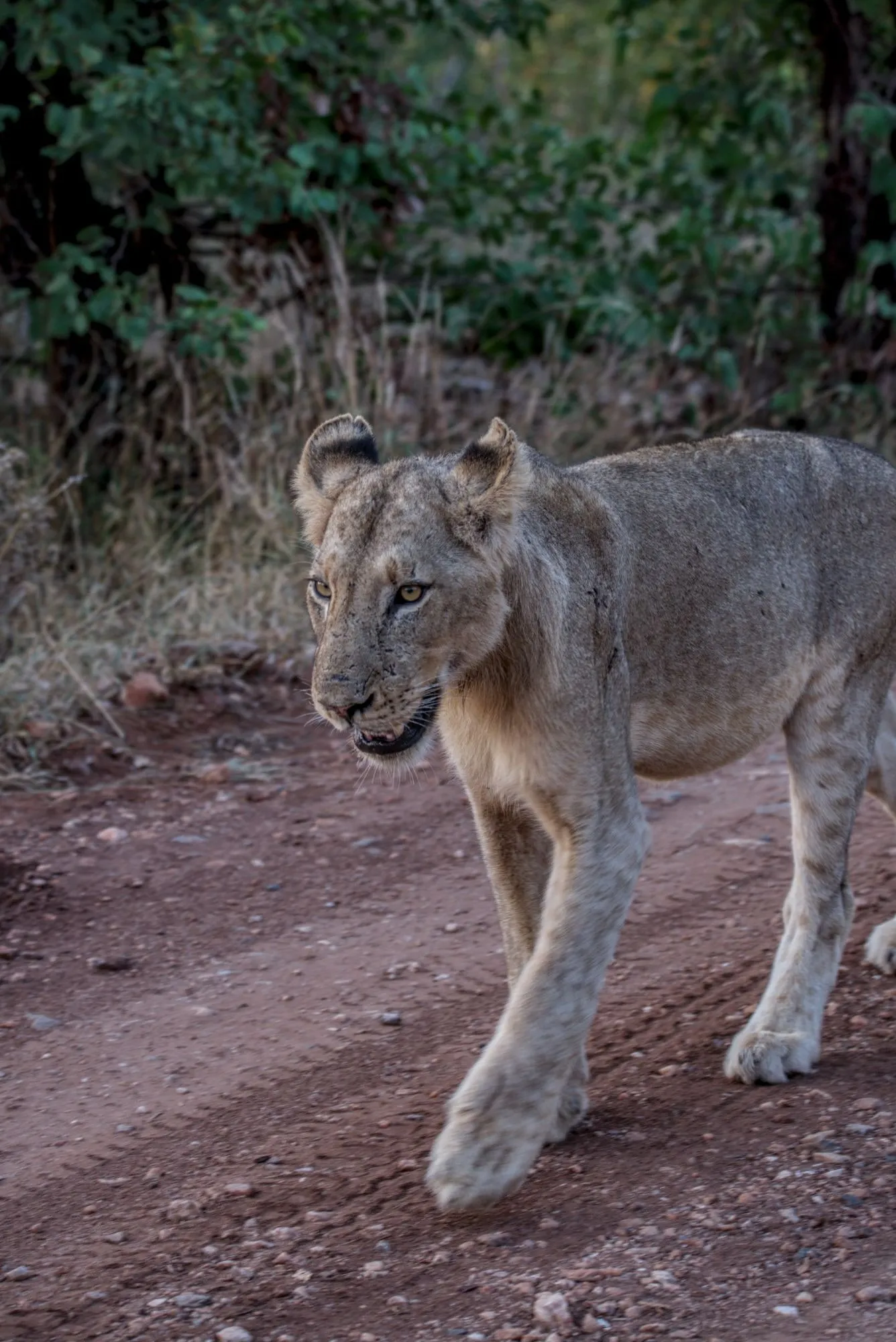 Lioness walking along a red dirt track