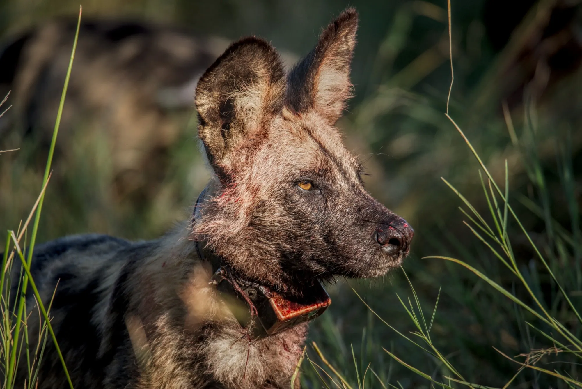 African wild dog with a tracking collar, side-lit in long grass